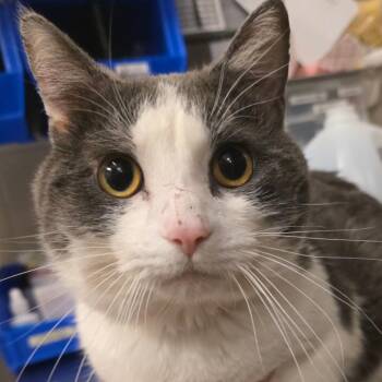 OJ -  Domestic Short Hair Cat for Adoption in Council Bluffs, Iowa - OJ | PetCurious