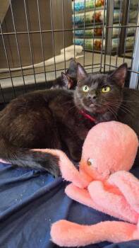 Domestic Short Hair Cats Available for Adoption - Mama Millie | PetCurious
