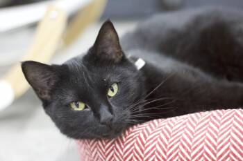 Panther -  Domestic Short Hair Cat Available for Adoption in Ottumwa, Iowa - Panther | PetCurious