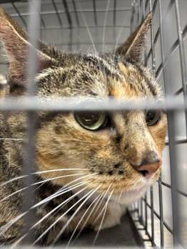 Rescue Domestic Short Hair Cats for Adoption in Las Vegas, Nevada - SUGAR | PetCurious