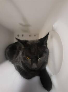 Domestic Short Hair Cats Available for Adoption - COLE | PetCurious