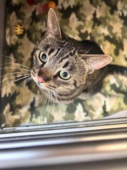 Banjo -  Domestic Short Hair Cat for Adoption in Liverpool, New York - Banjo | PetCurious