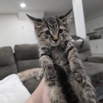 Hagrid -  Domestic Short Hair and Tabby Cat for Adoption in Mastic, New York - Hagrid | PetCurious