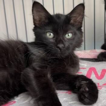 Nika -  Domestic Short Hair Cat for Adoption in Jupiter, Florida - Nika | PetCurious