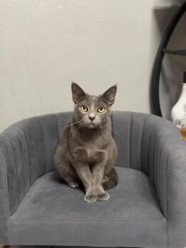Martini -  Domestic Short Hair and Russian Blue Cat for Adoption in Houston, Texas - Martini | PetCurious
