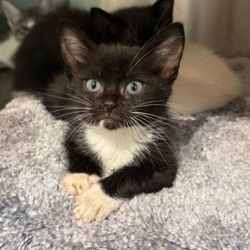 Evelyn -  Domestic Short Hair Cat for Adoption in Cumming, Georgia - Evelyn | PetCurious
