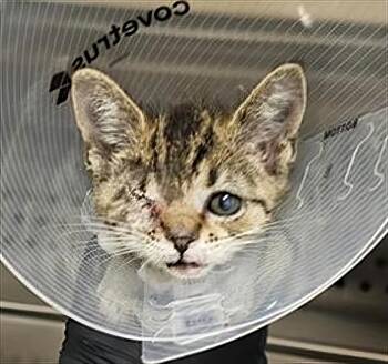 Rescue Domestic Short Hair Cats for Adoption in Nashville, Tennessee - Minus | PetCurious