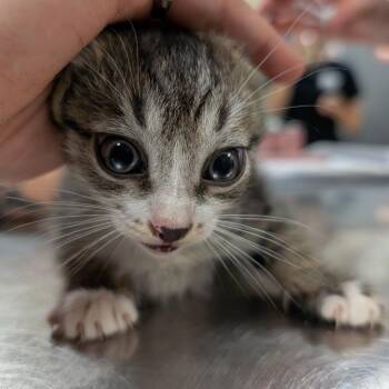 Bellbottom -  Domestic Short Hair Cat for Adoption in Titusville, Florida - Bellbottom | PetCurious