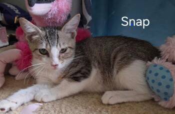 Snap -  Domestic Short Hair Cat for Adoption in Oviedo, Florida - Snap | PetCurious