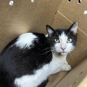Vlad -  Domestic Short Hair Cat for Adoption in Newark, New Jersey - Vlad | PetCurious