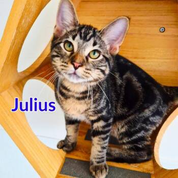 Julius -  Domestic Short Hair Cat for Adoption in North Saint Paul, Minnesota - Julius | PetCurious