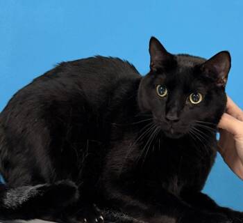 Domestic Short Hair Cats Available for Adoption in St. Peters, Missouri - Harley | PetCurious