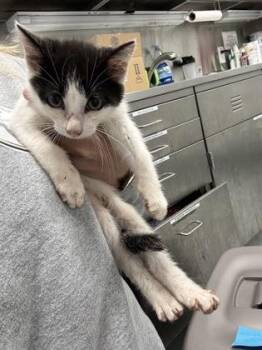 935-26 -  Domestic Short Hair Cat for Adoption in Cumming, Georgia - 935-26 | PetCurious