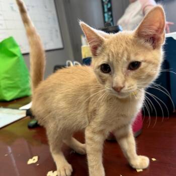 Sonny -  Domestic Short Hair Cat for Adoption in Spokane, Washington - Sonny | PetCurious
