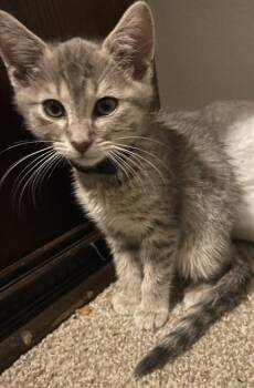 Rescue Domestic Short Hair Cats for Adoption in San Antonio, Texas - STORMY | PetCurious