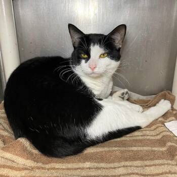 Domestic Short Hair Cats Available for Adoption in Roanoke, Virginia - Tom | PetCurious