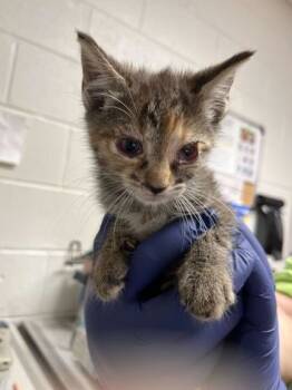 Rescue Domestic Short Hair Cats for Adoption in Knoxville, Tennessee - Willow | PetCurious