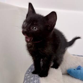 Domestic Short Hair Cats Available for Adoption in Auburn, Alabama - Svetlana | PetCurious