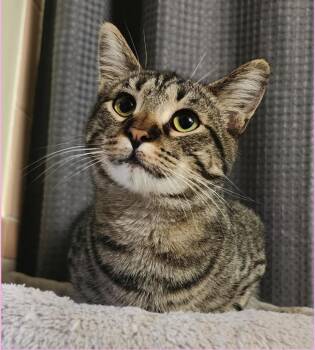 McCaw -  American Shorthair Cat for Adoption in Mountain Home, Arkansas - McCaw | PetCurious