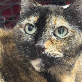 Mimi ARC2026-352 -  Domestic Short Hair Cat for Adoption in Akron, New York - Mimi ARC2026-352 | PetCurious