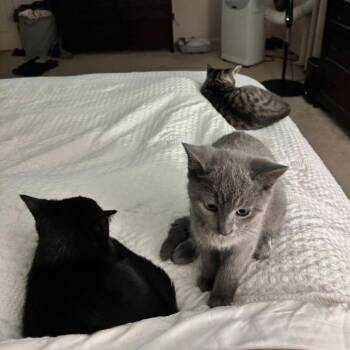 Tinsel 2026 -  Domestic Short Hair Cat for Adoption - Tinsel 2026 | PetCurious