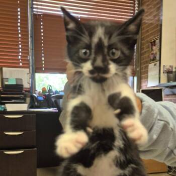 Bowtie -  Domestic Short Hair Cat for Adoption in Birmingham, Alabama - Bowtie | PetCurious