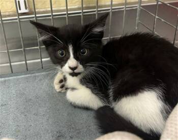Domestic Short Hair Cats Available for Adoption in Fort Myers, Florida - KAT | PetCurious