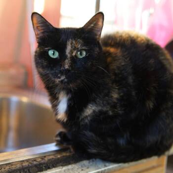 Domestic Short Hair Cats Available for Adoption in Tulsa, Oklahoma - Journey | PetCurious