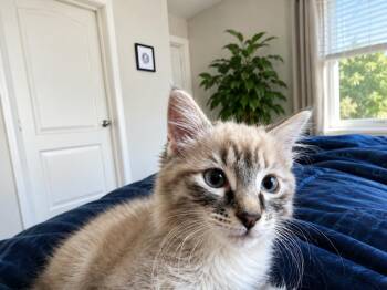 Dust Bunny -  Siamese and Domestic Long Hair Cat for Adoption in Cary, North Carolina - Dust Bunny | PetCurious