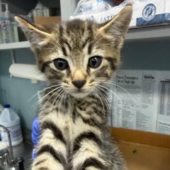 Ixi -  Domestic Short Hair Cat for Adoption in Greensboro, North Carolina - Ixi | PetCurious