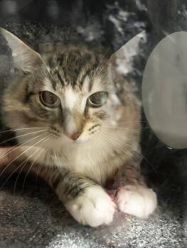 Mouse -  Domestic Short Hair Cat for Adoption in Nashville, Tennessee - Mouse | PetCurious