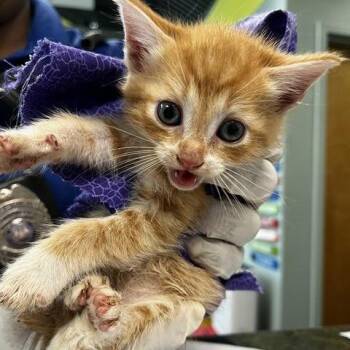 Domestic Short Hair Cats Available for Adoption in Hattiesburg, Mississippi - Hollywood | PetCurious