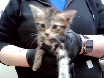 A1052813 -  Domestic Short Hair Cat for Adoption in Martinez, California - A1052813 | PetCurious