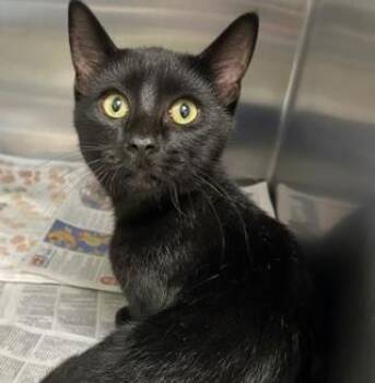 Rescue Domestic Short Hair Cats for Adoption in Carrollton, Texas - Milky Way | PetCurious