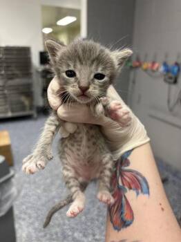 Domestic Short Hair Cats Available for Adoption - A1907016 | PetCurious