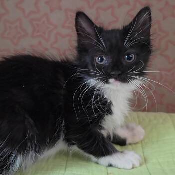 Sweet Caroline -  Domestic Short Hair Cat for Adoption in Fredericksburg, Virginia - Sweet Caroline | PetCurious
