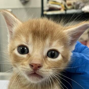 Simba -  Domestic Short Hair Cat for Adoption in Las Cruces, New Mexico - Simba | PetCurious