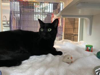 Rescue Domestic Short Hair Cats for Adoption in Salisbury, Massachusetts - Smokey | PetCurious