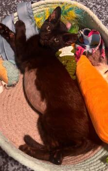 Millie -  Burmese Cat for Adoption in San Antonio, Texas - Millie | PetCurious
