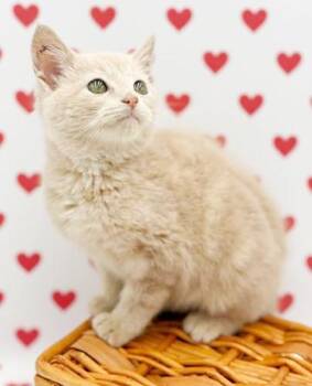 Tabby Cats Available for Adoption - Pipsqueak Is The MOST Precious! Teeny Tiny Poofy And WOW Sweet! | PetCurious
