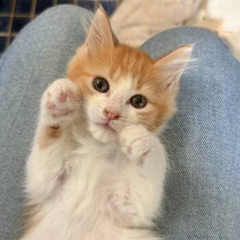 Lisa -  Domestic Medium Hair Cat for Adoption in Knoxville, Tennessee - Lisa | PetCurious