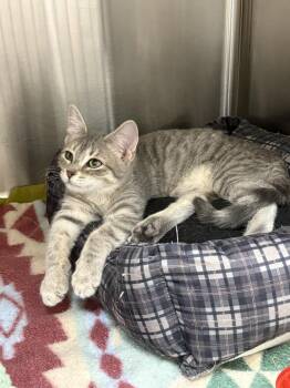 Rescue Domestic Short Hair Cats for Adoption in Little Falls, Minnesota - Astrid | PetCurious
