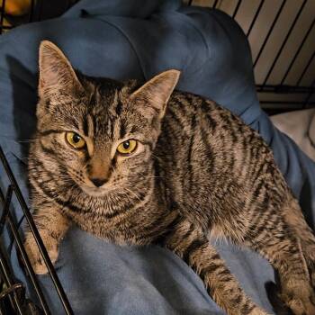 Domestic Short Hair Cats Available for Adoption in New York, New York - Velvet N. - Silky Little Sweetheart | PetCurious