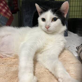 Domestic Short Hair Cats Available for Adoption - Belle | PetCurious