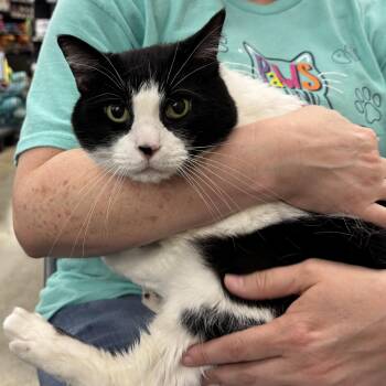Domestic Short Hair Cats Available for Adoption in League City, Texas - Oreo - Sweet Senior Gal  | PetCurious
