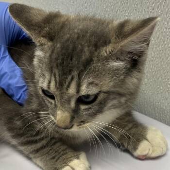 Domestic Short Hair Cats Available for Adoption in Tampa, Florida - Chipper | PetCurious