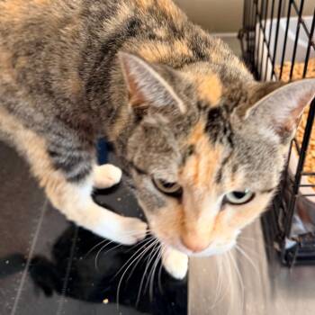 Fallen -  Domestic Short Hair Cat for Adoption in Horn Lake, Mississippi - Fallen | PetCurious