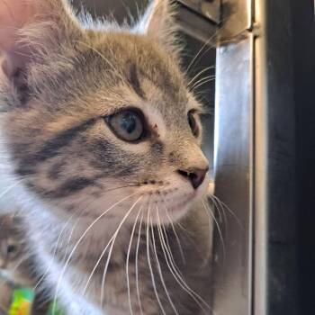 Domestic Short Hair Cats Available for Adoption in Rock Falls, Illinois - Bramble | PetCurious