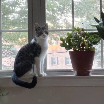Biscuit Chelwynde -  Domestic Short Hair Cat for Adoption in Philadelphia, Pennsylvania - Biscuit Chelwynde | PetCurious