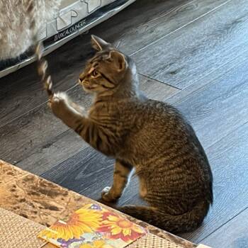 Arla -  Domestic Short Hair Cat for Adoption in Wheeling, Illinois - Arla | PetCurious